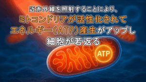 未来の美容鍼灸_43_ミトコンドリアが活性化されてATP産生がアップ